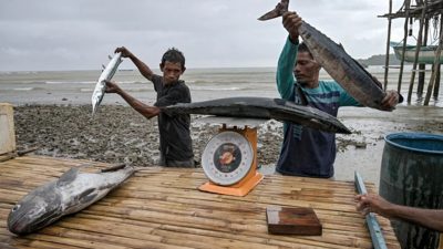Sejumlah warga Desa Soligi membersihkan ikan hasil tangkapan nelayan di Desa Soligi, Pulau Obi, Halmahera Selatan, Maluku Utara. Foto Jamal Ramadhan kumparan