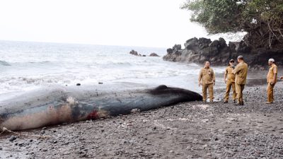 Paus Sperma Sepanjang 10 Meter Terdampar di Pantai Taduma Ternate